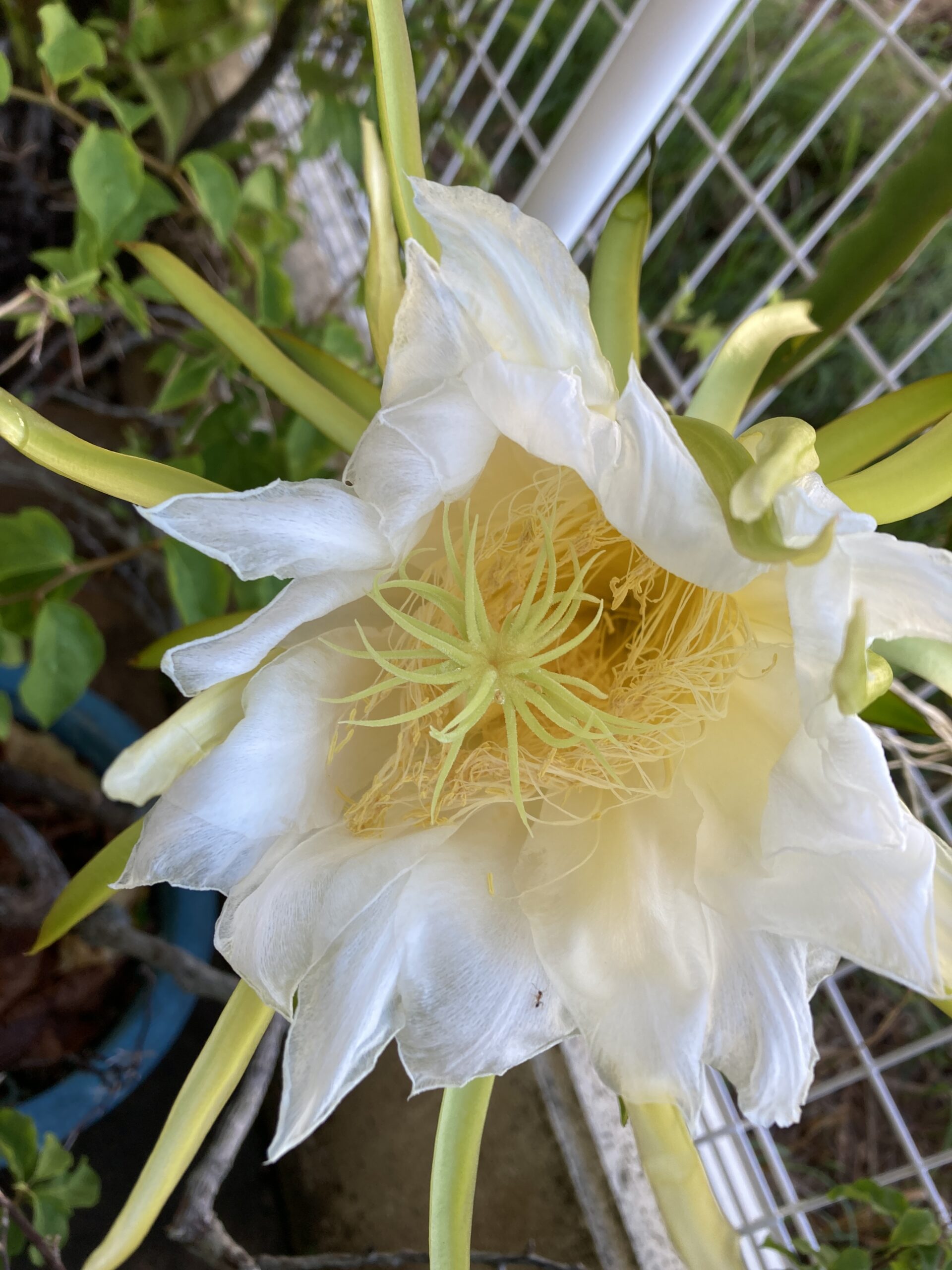 ドラゴンフルーツ花